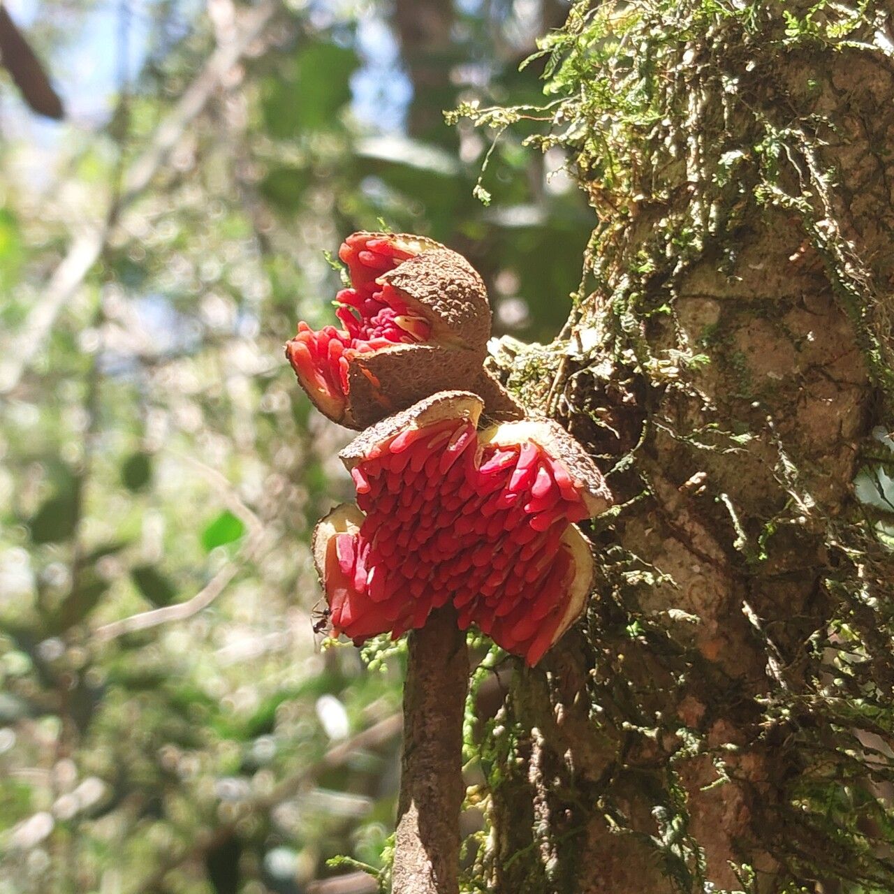 Psychotria bullulata flower