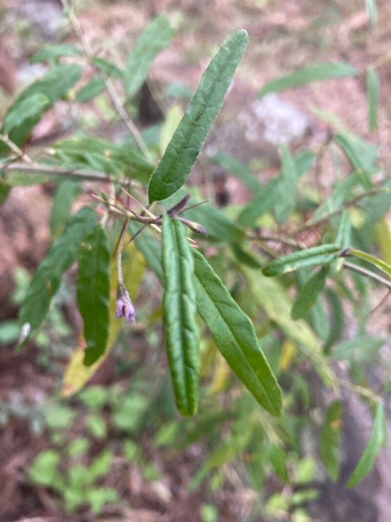 Solanum parvicorollatum — houseplant care guide