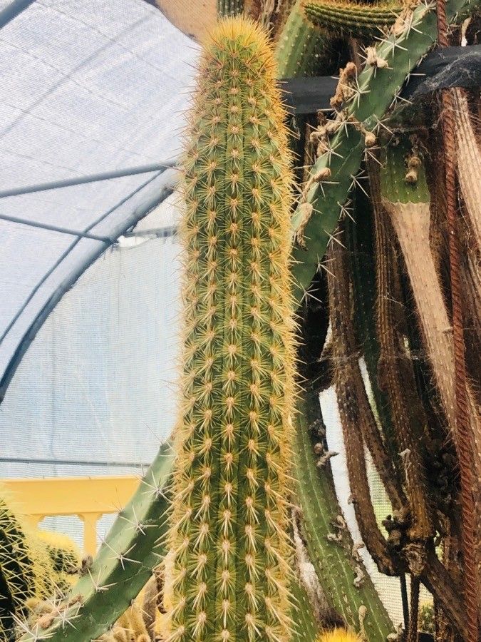 Weberbauerocereus johnsonii leaf