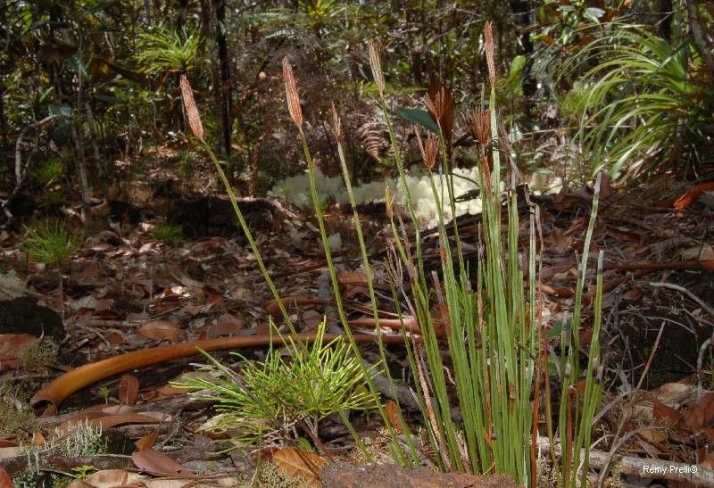 Actinostachys intermedia habit