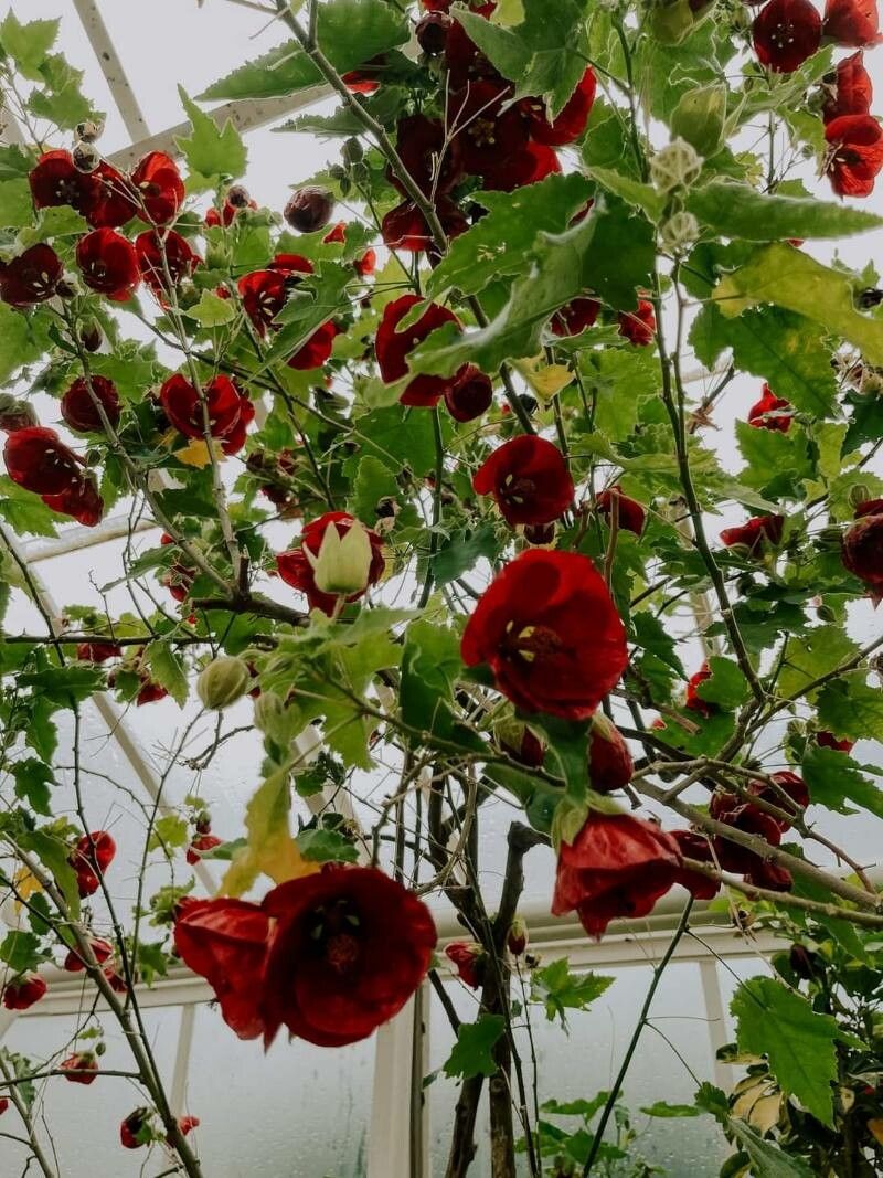Abutilon agnesiae