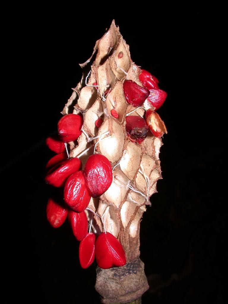 Magnolia inbioana fruit