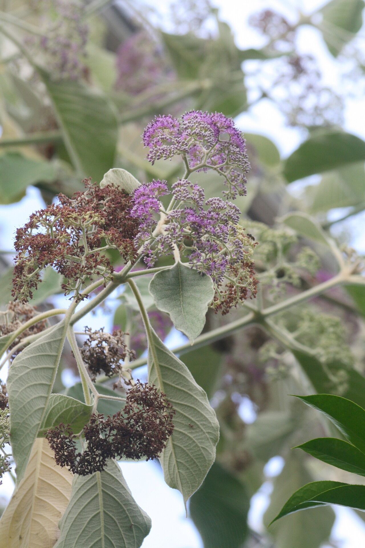 Callicarpa tomentosa flower