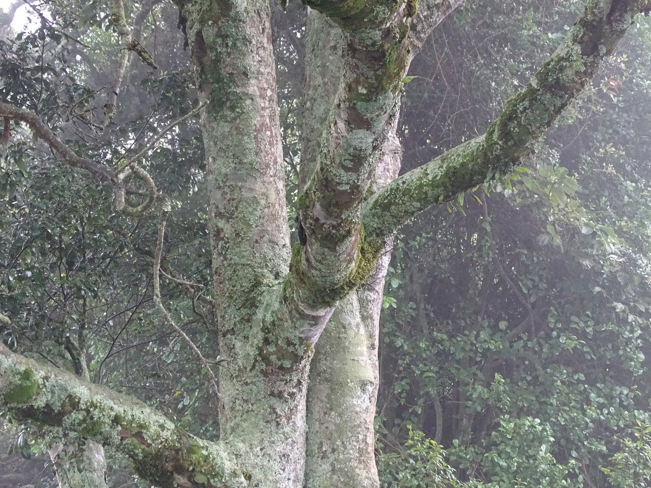 Diospyros abyssinica bark