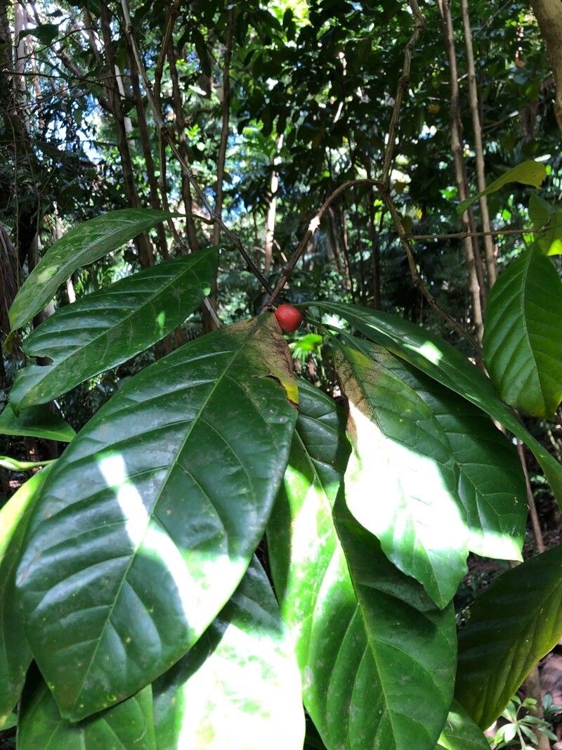 Coffea liberica — search result for 'Liberia'