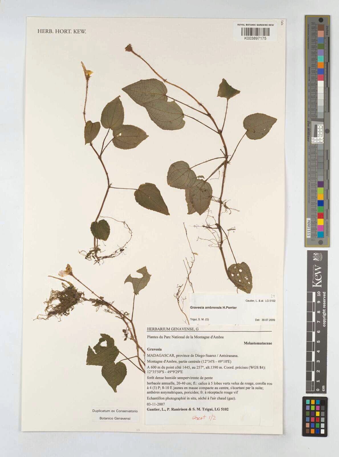 Gravesia ambrensis — related species from the same genus