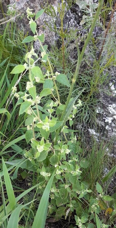 Minthostachys verticillata habit