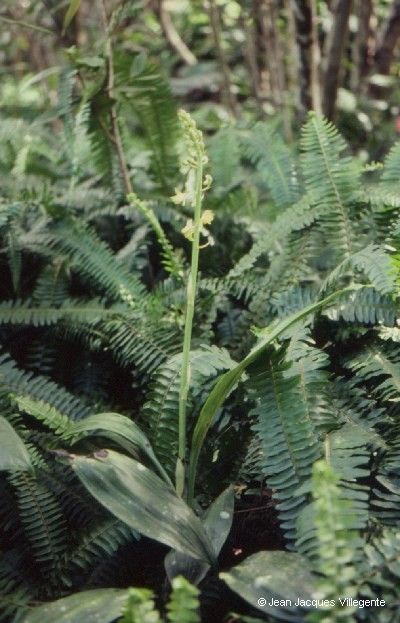 Eulophia moratii habit