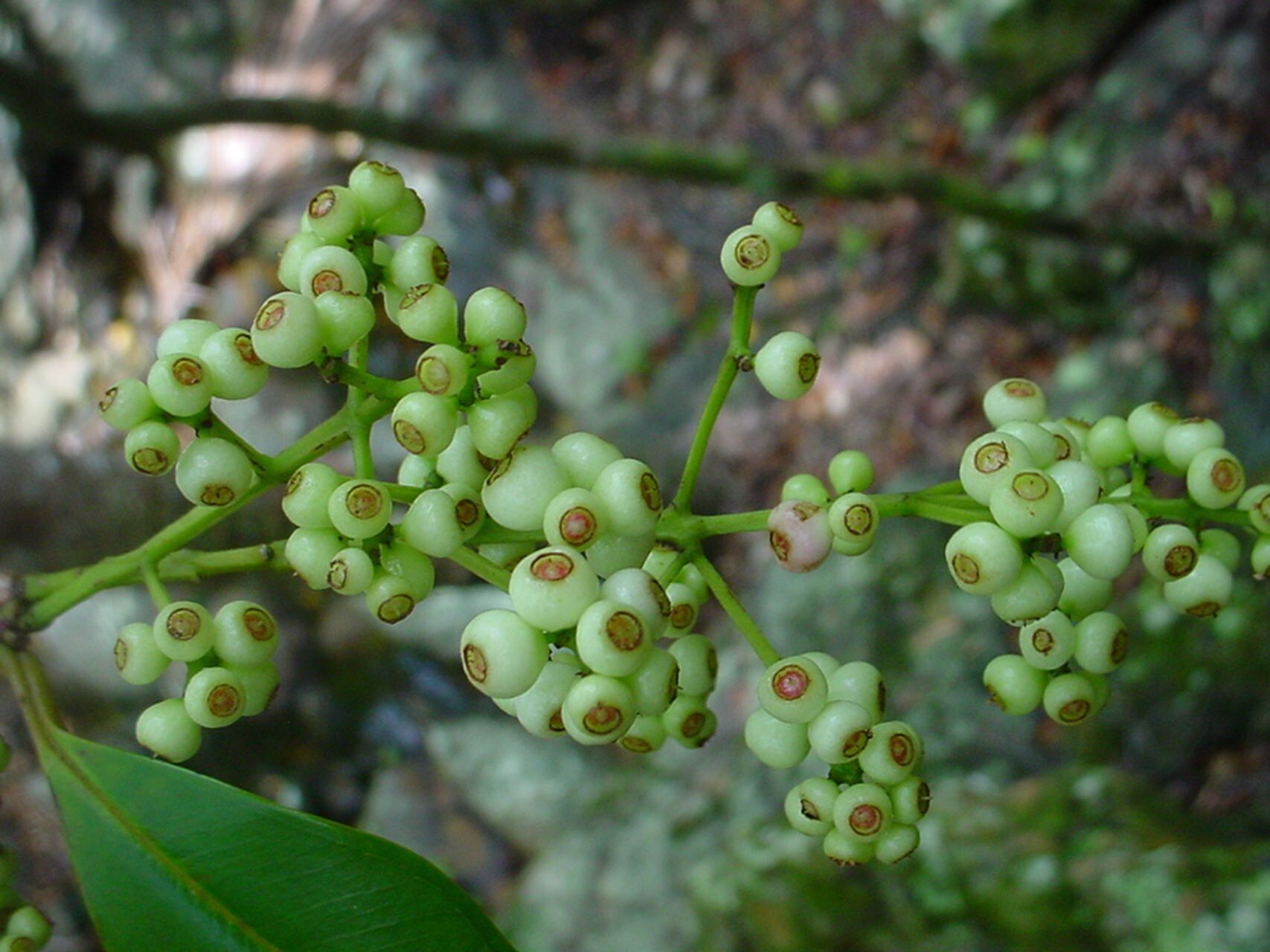 Syzygium aggregatum — related species from the same genus