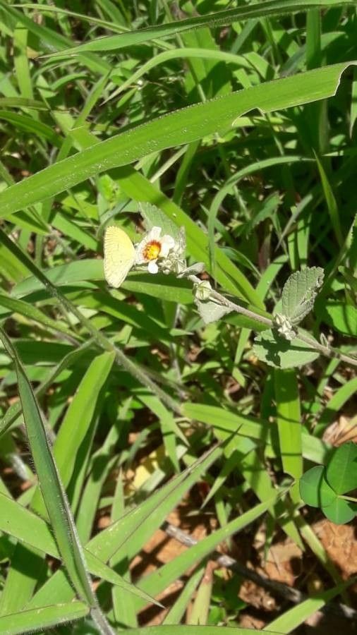 Sida glaziovii flower