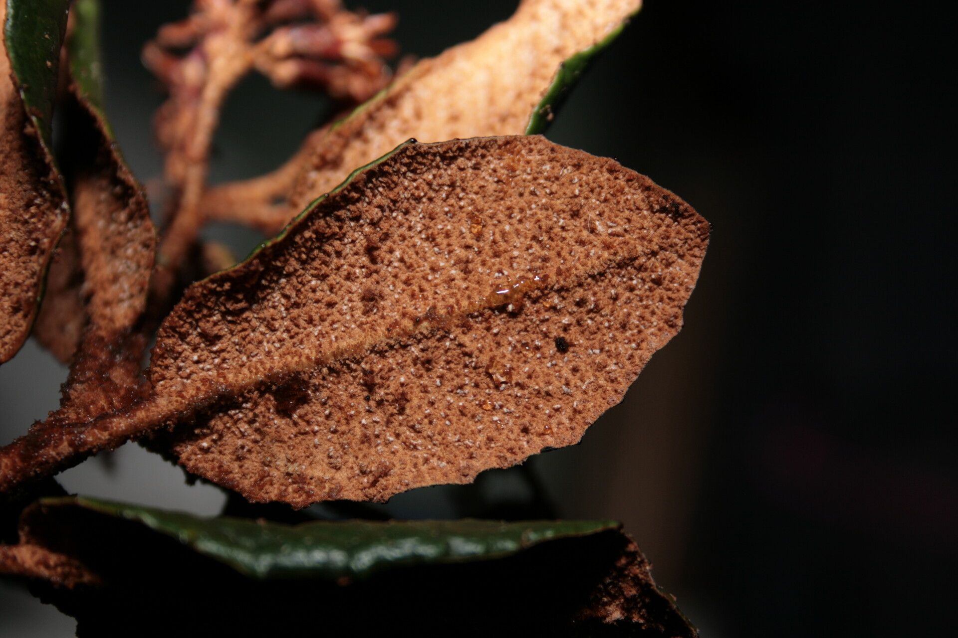 Olearia floccosa — search result for 'Olearia'