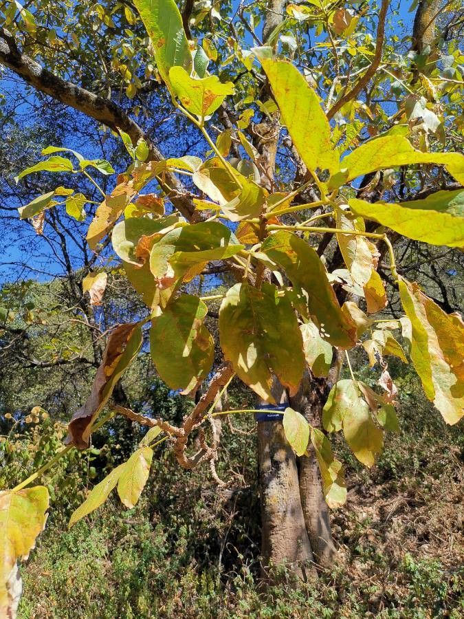 Erythrina brucei — search result for 'Erythrina'