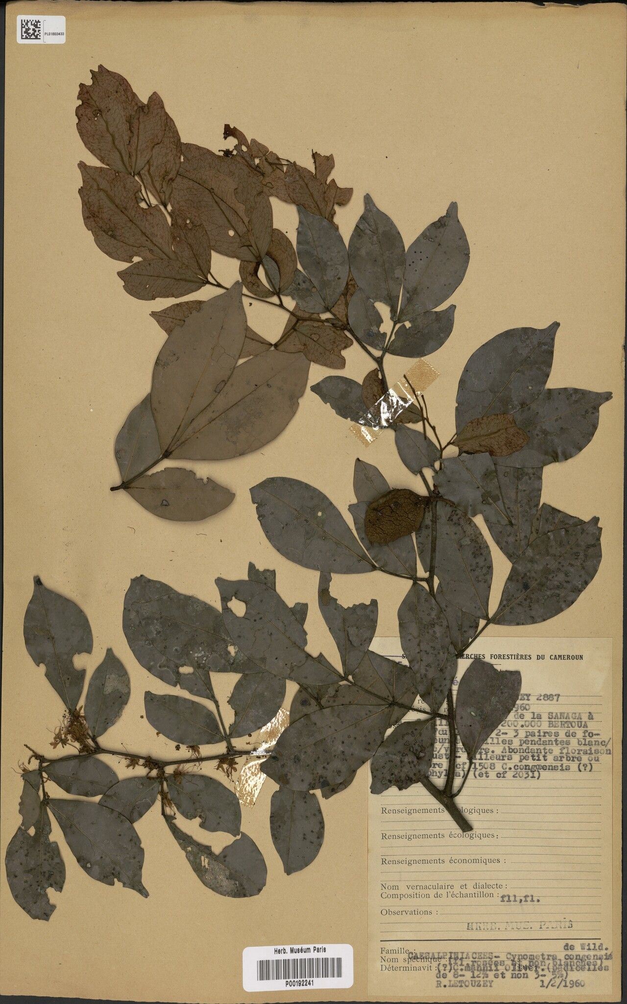 Cynometra congensis — houseplant care guide