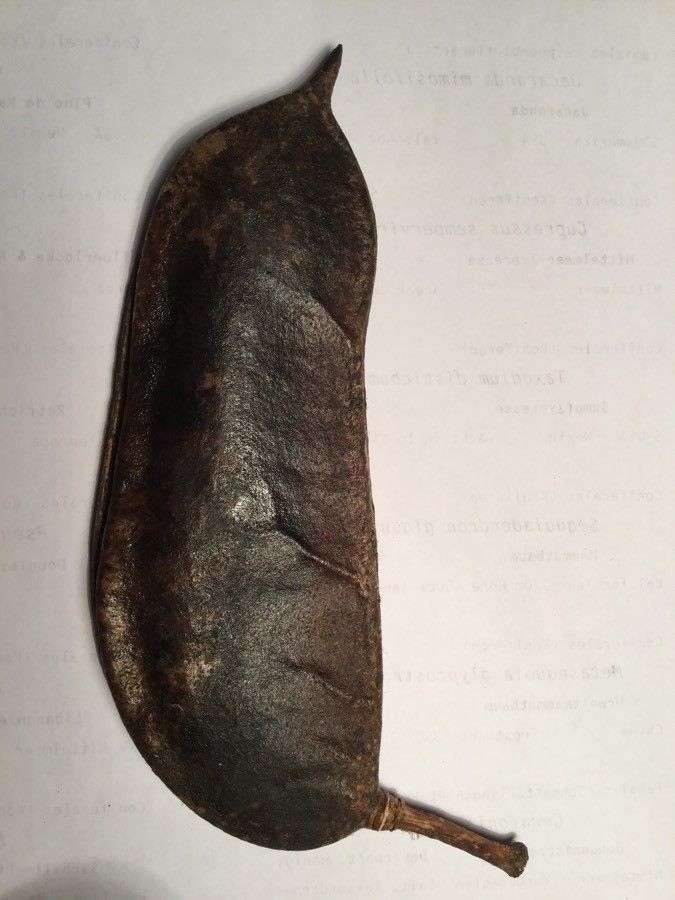 Vachellia erioloba fruit