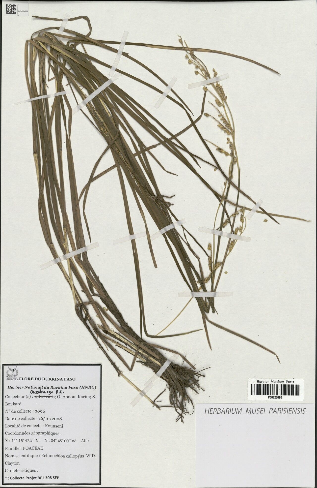 Echinochloa callopus