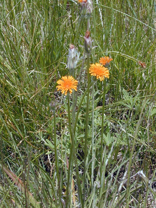 Agoseris aurantiaca habit