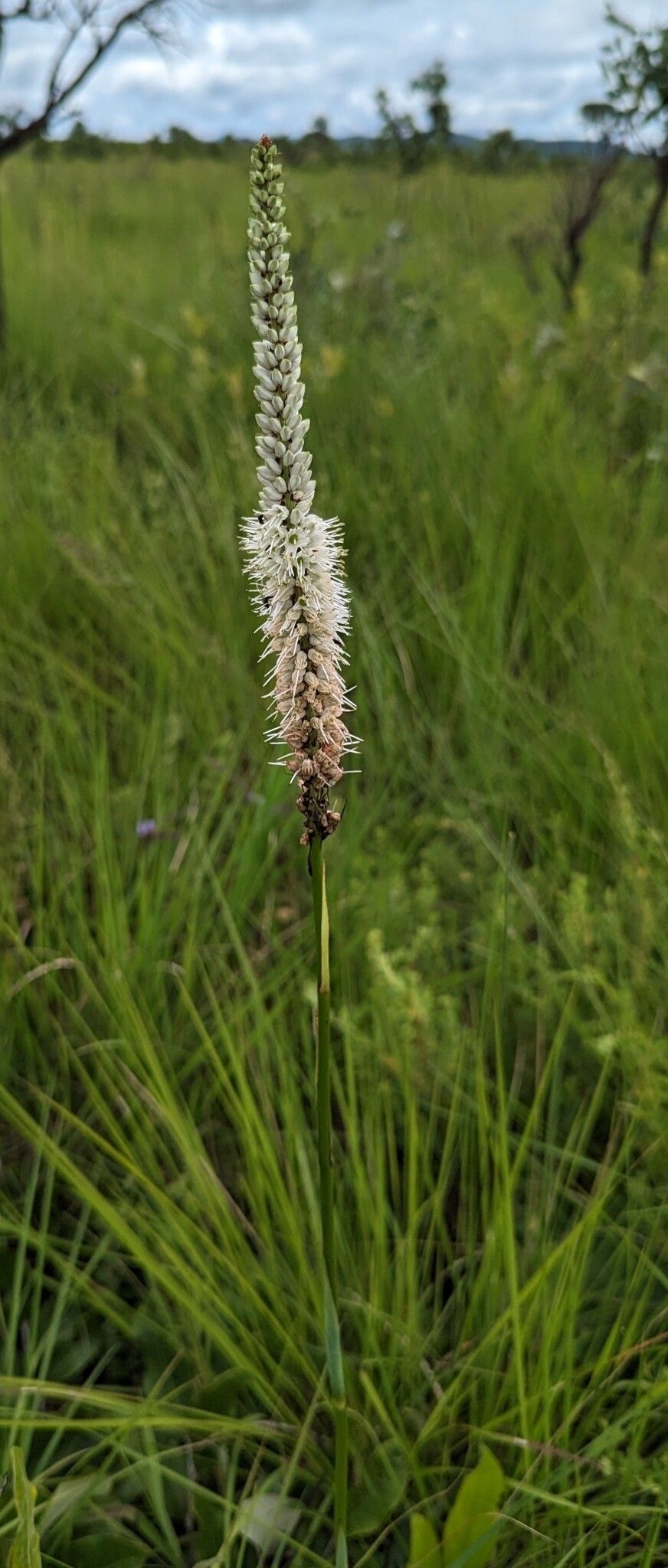 Chlorophytum colubrinum — search result for 'Chlorophytum'