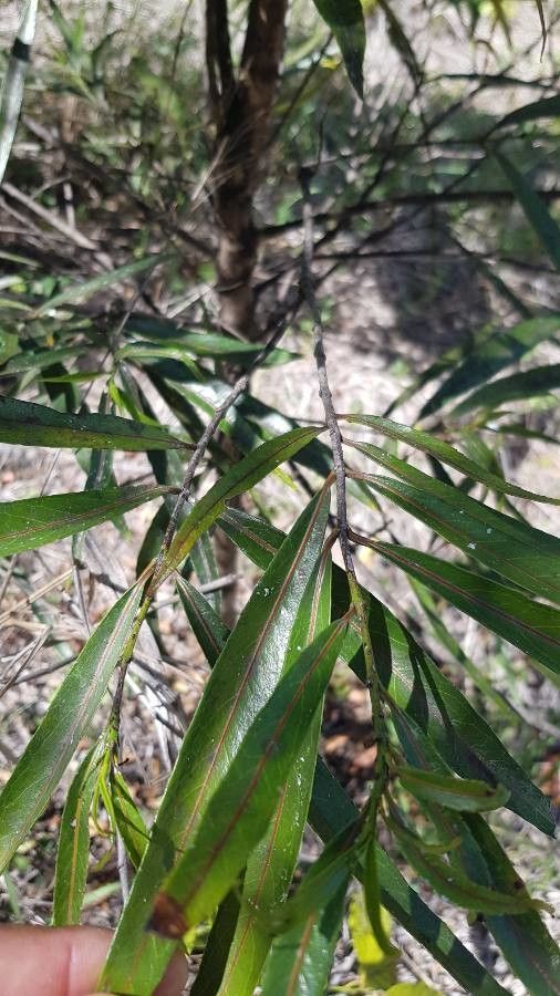 Cassine orientalis leaf