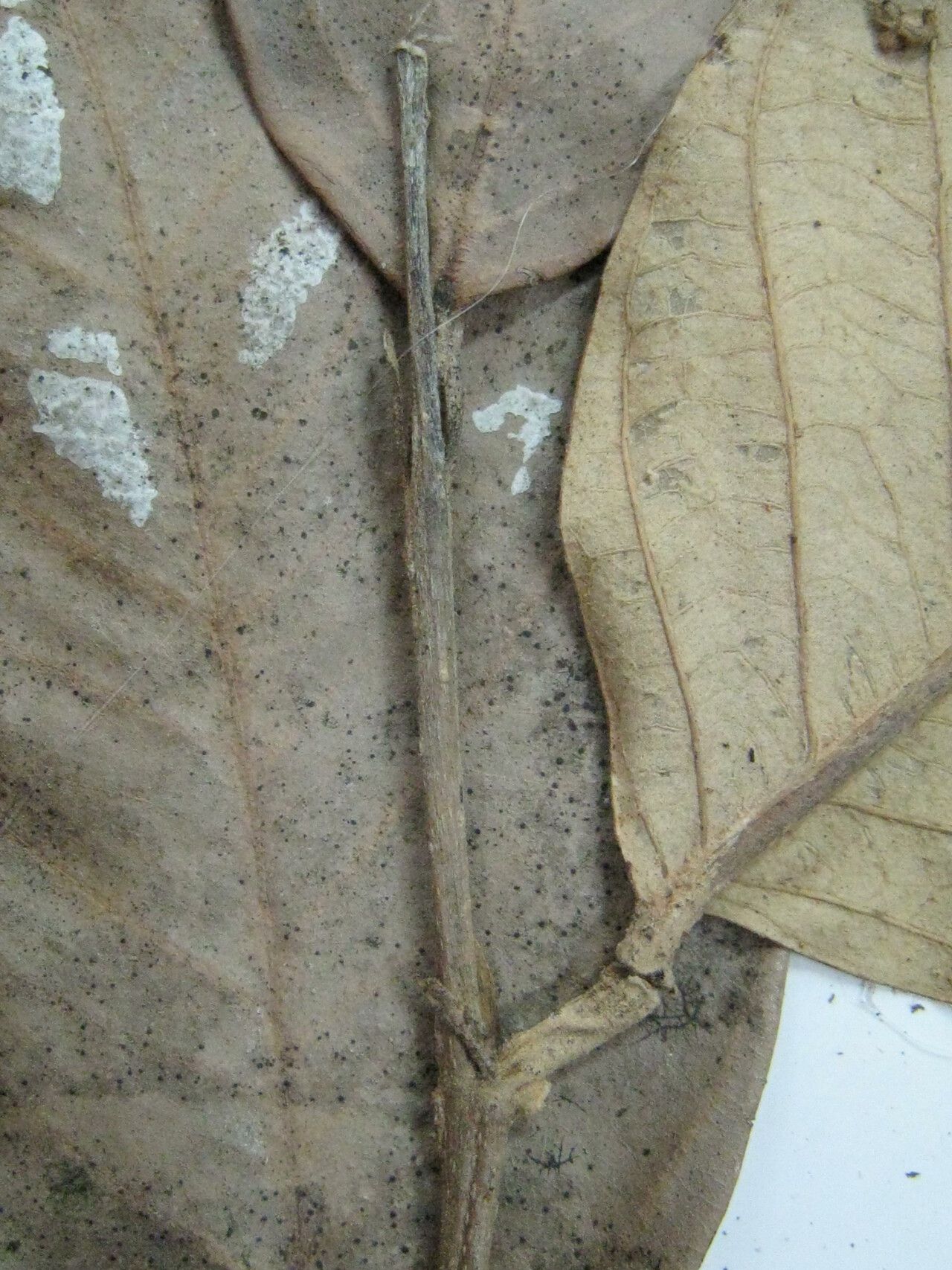 Licania majuscula other