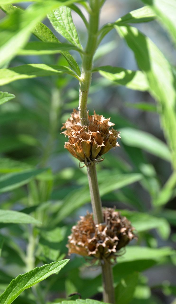 Leonotis leonurus fruit