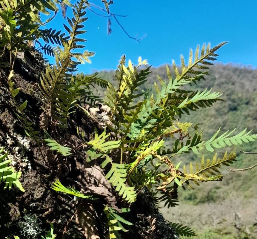 Pleopeltis tweedieana habit