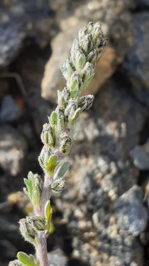 Artemisia genipi flower