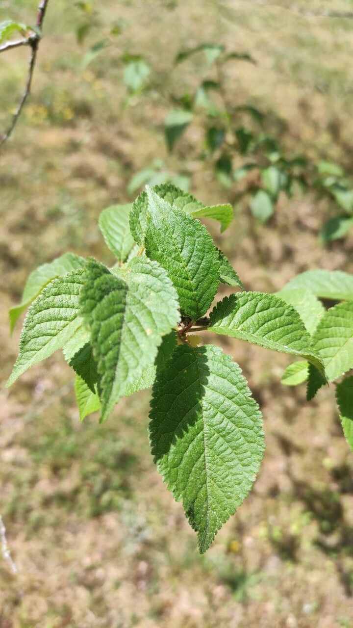 Prunus canescens leaf