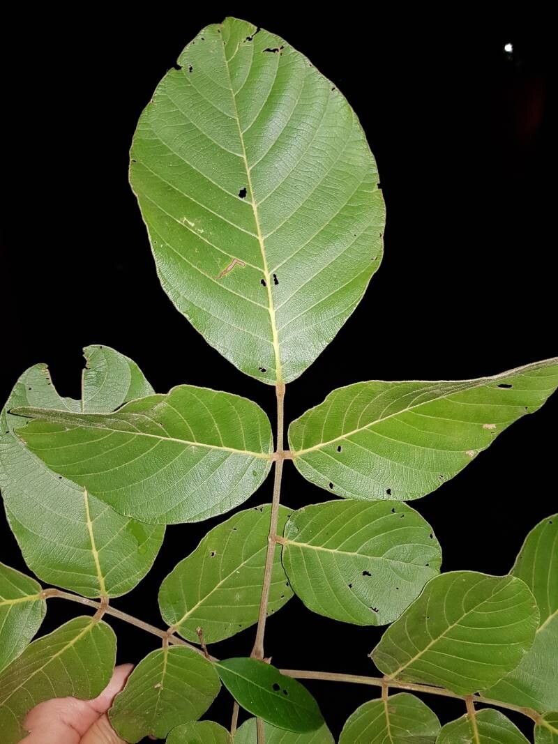 Lonchocarpus costaricensis — related species from the same genus