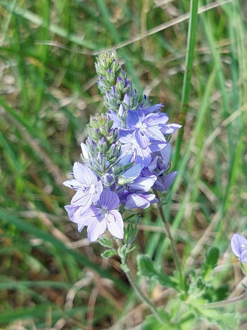 Hyacinthoides italica habit