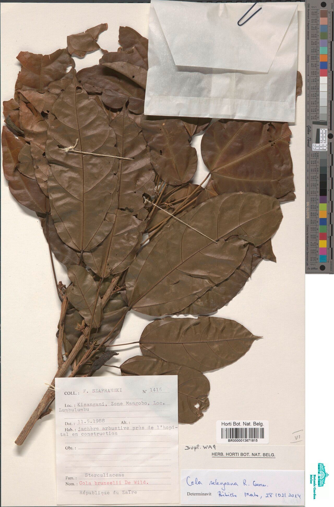 Cola selengana — houseplant care guide