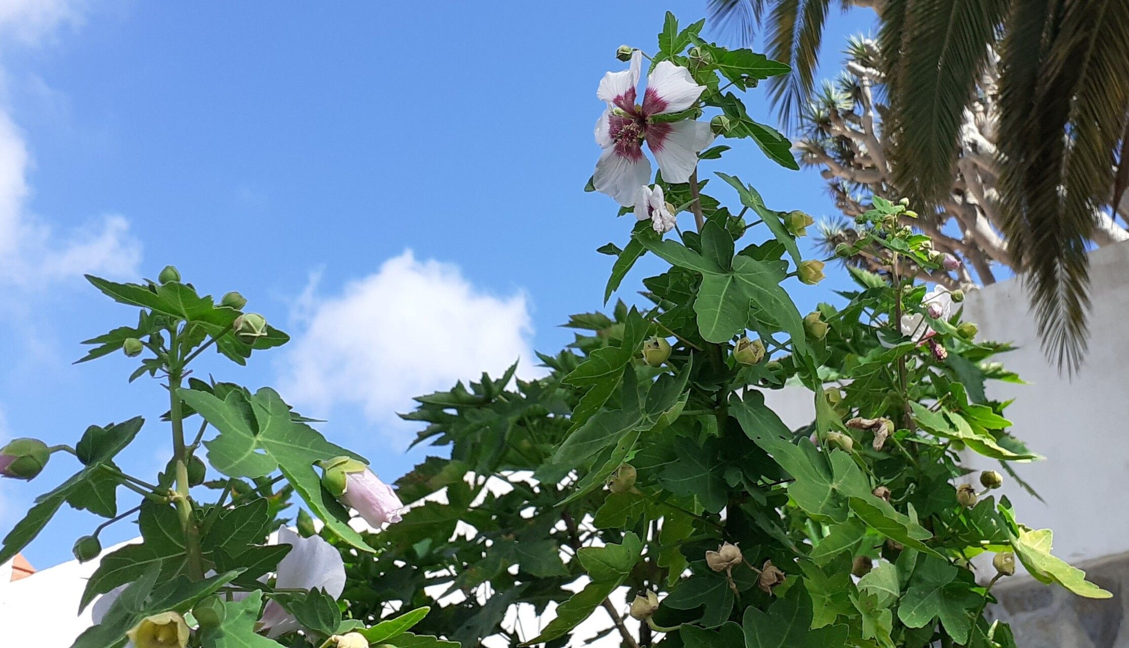 Lavatera acerifolia — related species from the same genus