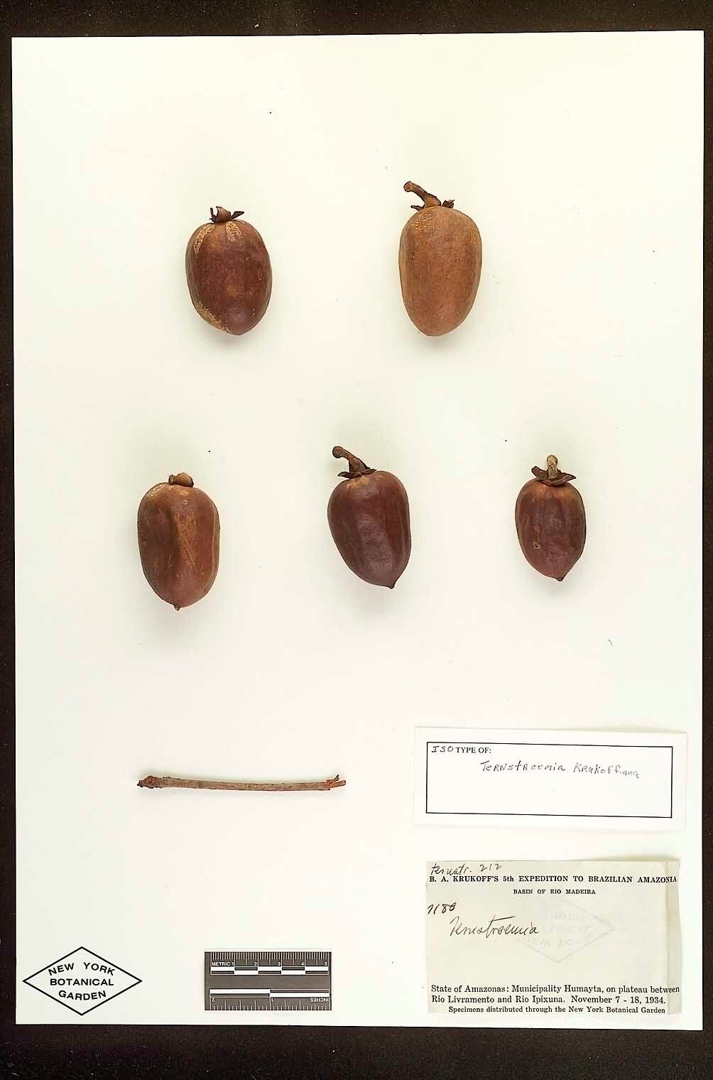 Ternstroemia krukoffiana — houseplant care guide