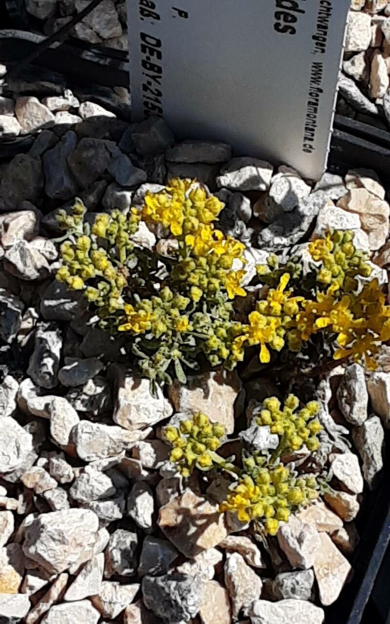 Alyssum aizoides — related species from the same genus