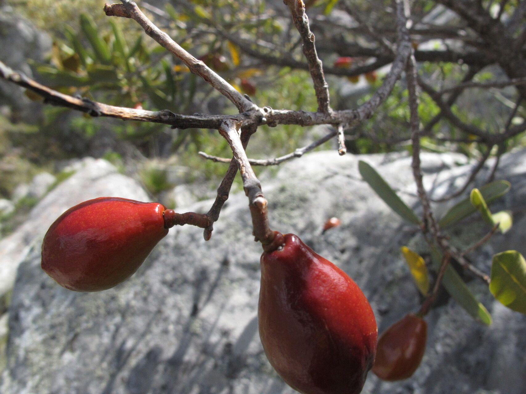 Beilschmiedia microphylla — houseplant care guide