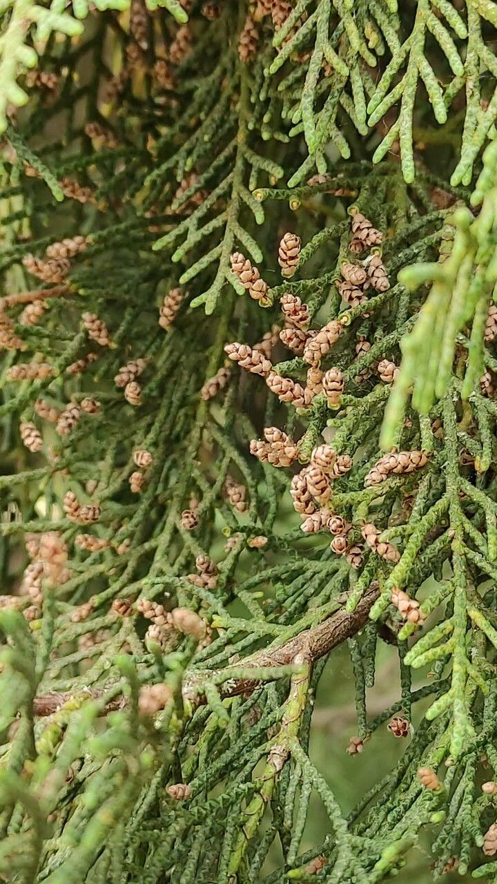 Cupressus dupreziana flower
