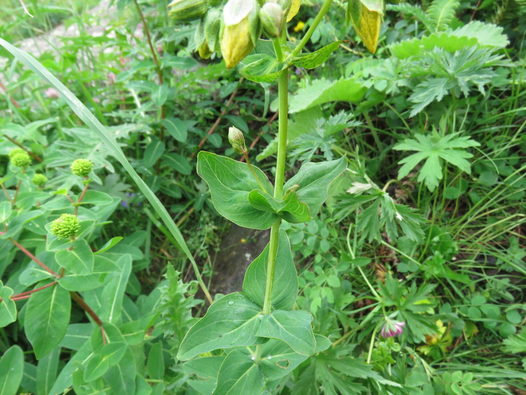 Hypericum richeri leaf