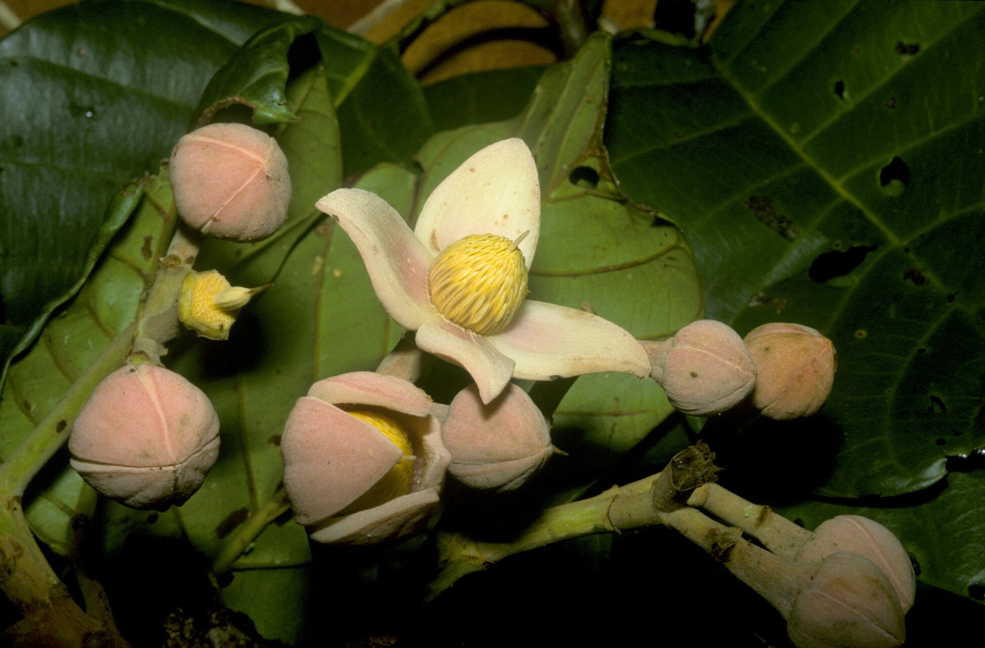 Sloanea synandra flower