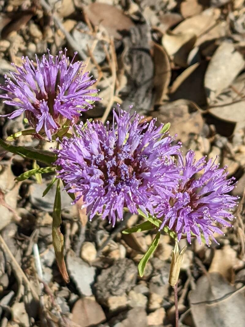 Monardella villosa flower