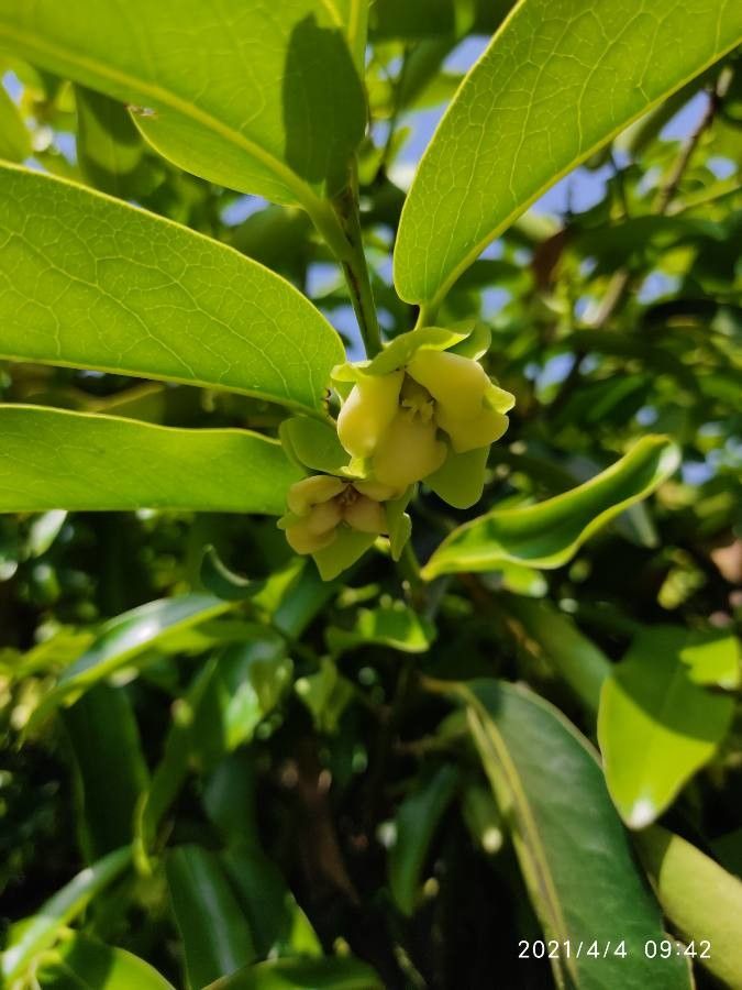 Diospyros malabarica flower