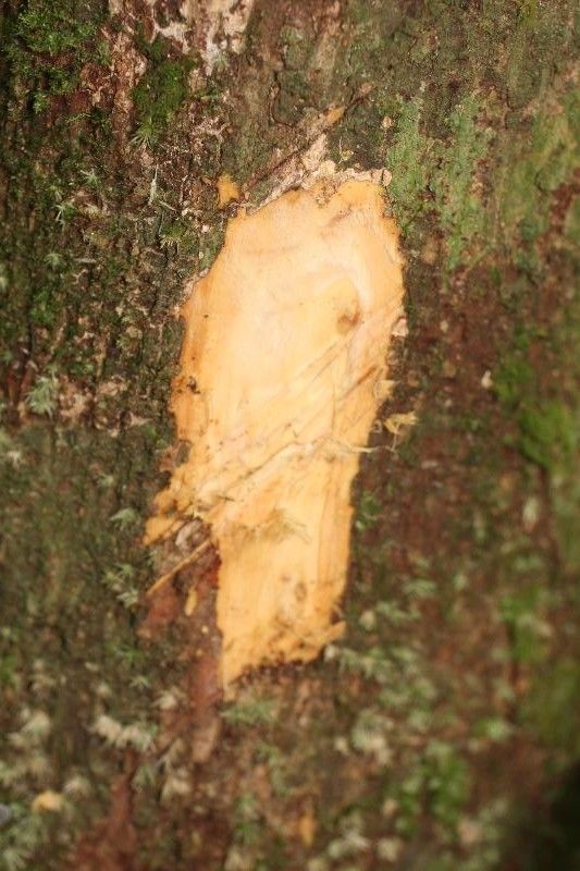 Eschweilera decolorans other