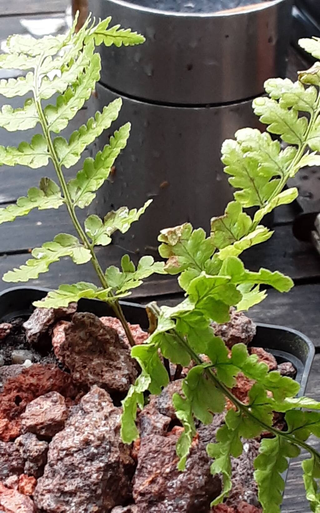 Dryopteris corleyi habit