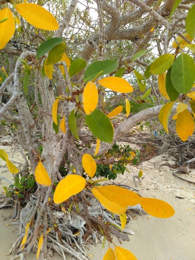 Excoecaria agallocha — flood tolerant houseplant