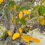 Excoecaria agallocha