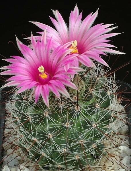 Cochemiea wrightii flower