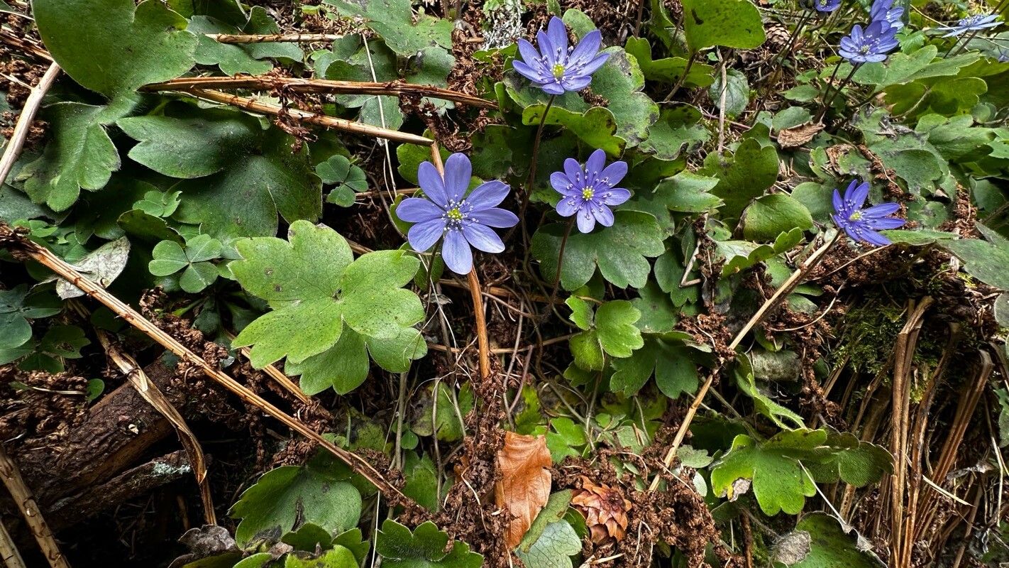 Hepatica transsilvanica leaf