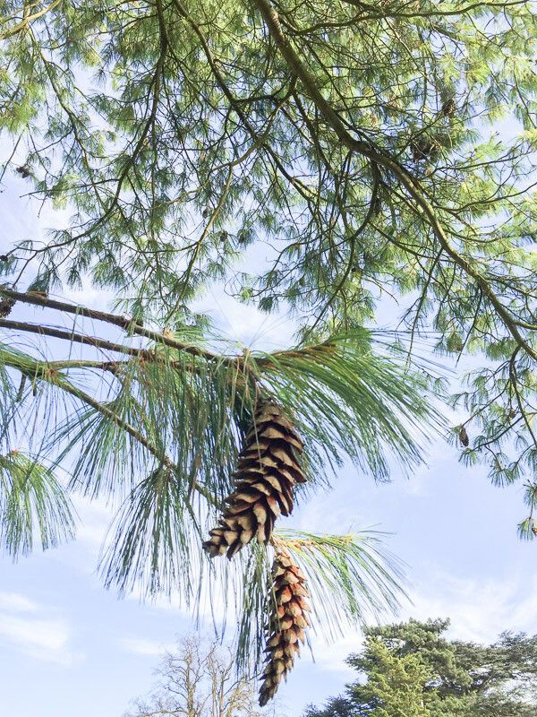 Pinus wallichiana fruit