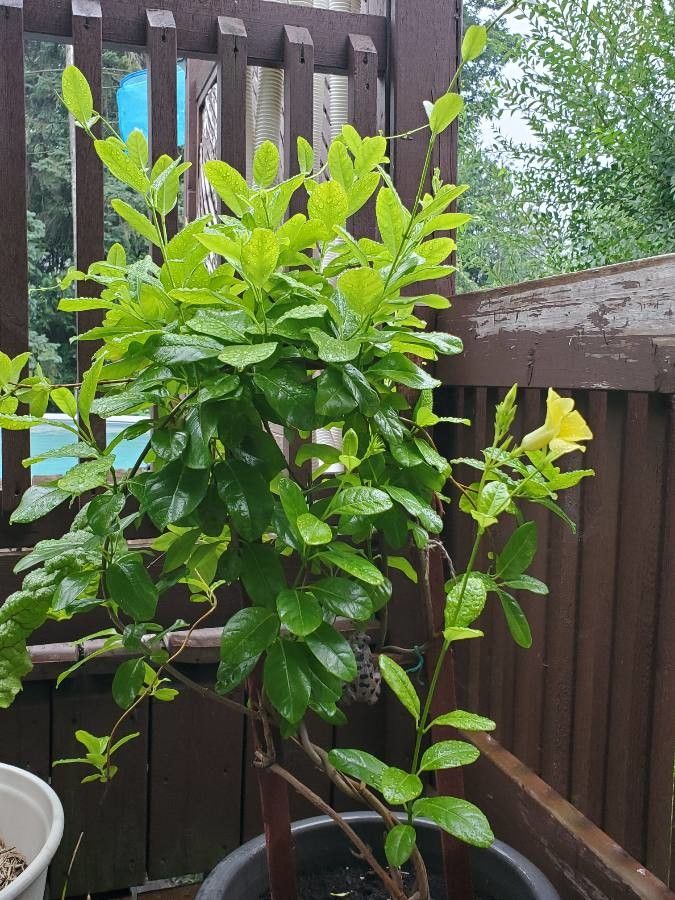 Pentalinon luteum habit