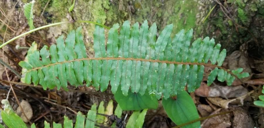 Nephrolepis hirsutula — pet friendly houseplant