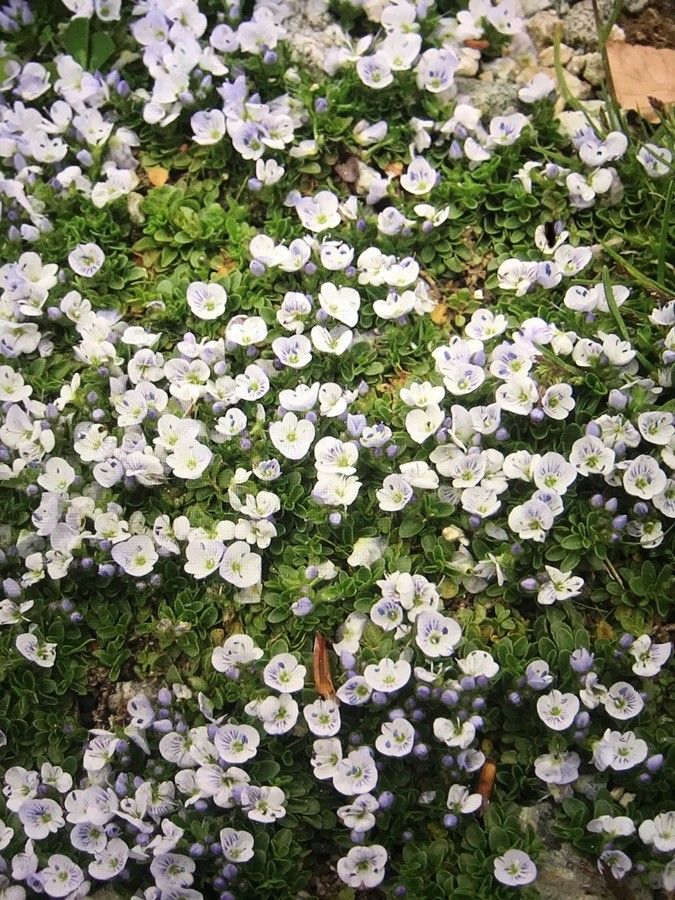 Veronica repens flower