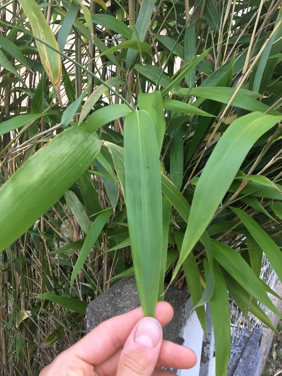 Pseudosasa japonica leaf
